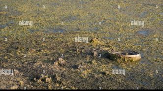 découvrez comment une escroquerie impliquant des garages a conduit à l'abandon de voitures et à une perte de 7 millions d'euros.